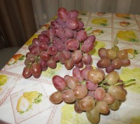 Продам черенки винограда София.
На весну будут саженцы.. . фото 6