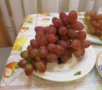 Продам черенки винограда София.
На весну будут саженцы.. . фото 10