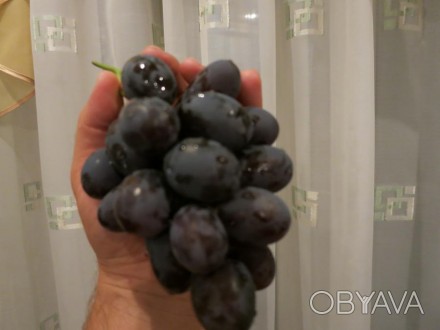 Продам черенки винограда ГМК.
Весной будут саженцы.. . фото 1