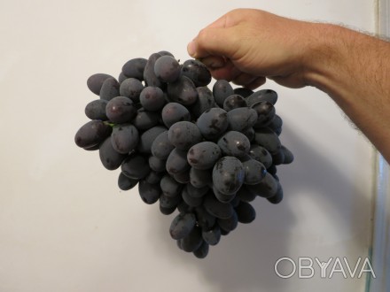 Продам саженцы и черенки винограда Гала.
Очень ранний - с 28 июля.
Очень мощны. . фото 1