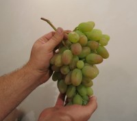 Продам черенки винограда Преображение.
Есть количество.. . фото 2