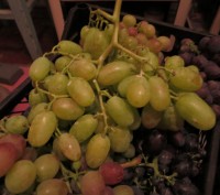 Продам черенки винограда Преображение.
Есть количество.. . фото 3