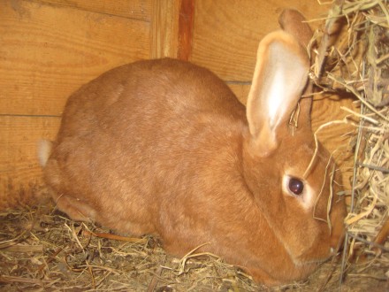 Кролики разного возраста,пород:Обер,Новозенландская красная , возможен обмен на . . фото 6