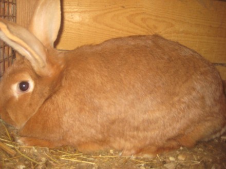 Кролики разного возраста,пород:Обер,Новозенландская красная , возможен обмен на . . фото 5
