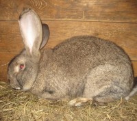 Кролики разного возраста,пород:Обер,Новозенландская красная , возможен обмен на . . фото 2