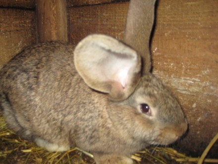 Кролики разного возраста,пород:Обер,Новозенландская красная , возможен обмен на . . фото 4
