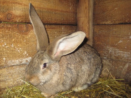 Кролики разного возраста,пород:Обер,Новозенландская красная , возможен обмен на . . фото 3