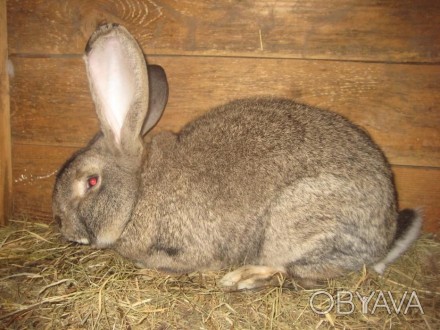 Кролики разного возраста,пород:Обер,Новозенландская красная , возможен обмен на . . фото 1