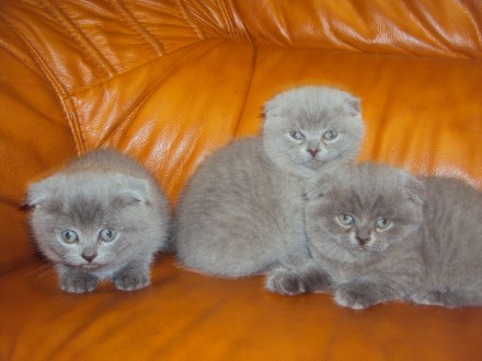 Есть четыре чудесных вислоухих котенка шотландской породы с очень хорошими пород. . фото 4