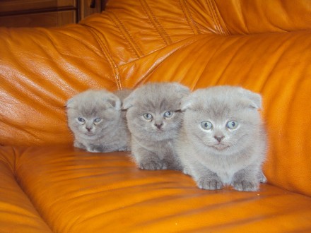 Есть четыре чудесных вислоухих котенка шотландской породы с очень хорошими пород. . фото 2