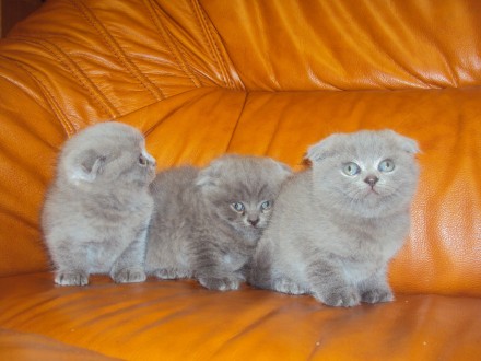 Есть четыре чудесных вислоухих котенка шотландской породы с очень хорошими пород. . фото 3