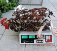 Популяция Полтавских ситцевых кур с уникальным фенотипом, очень хорошей мясо-яич. . фото 7