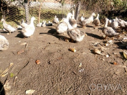 Продам белые утки благоварка на зарез, живым или резаные живые 35грн/кг резаные . . фото 1