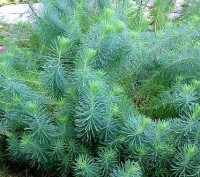 Продается РЯБЧИК (ИМПЕРАТОРСКАЯ КОРОНА) - многолетнее морозоустойчивое растение,. . фото 5