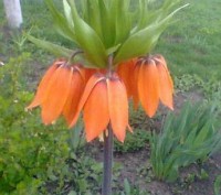 Продается РЯБЧИК (ИМПЕРАТОРСКАЯ КОРОНА) - многолетнее морозоустойчивое растение,. . фото 2