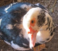 Мускусные утки разнообразных расцветок : белые, коричневые, коричневые с белым ,. . фото 2