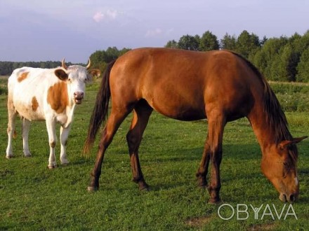 К.кони,крупный рогатый скот,круглосуточно.. . фото 1
