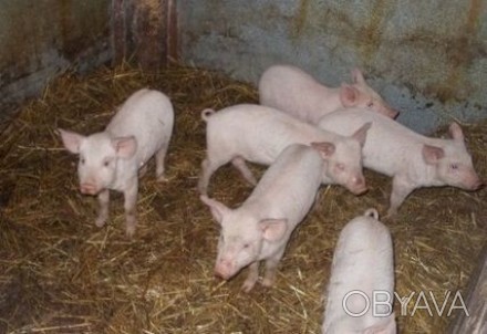 Є свинки та кабанчики порода: Велика біла (м'ясна) Вага: 11 -12 кг деталі по тел. . фото 1