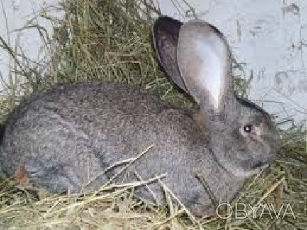 Породам кролей породы Фландери, кролям 5-ть месяцев. . фото 1