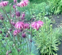 РАСПРОДАЖА цветов из моего сада. 

Продается АКВИЛЕГИЯ (ВОДОСБОР) многолетнее . . фото 4