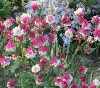 РАСПРОДАЖА цветов из моего сада. 

Продается АКВИЛЕГИЯ (ВОДОСБОР) многолетнее . . фото 5