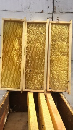 Продам сушь пчелиную со своей пасеки. Пчелы без болезней, и без антибиотика Возр. . фото 2