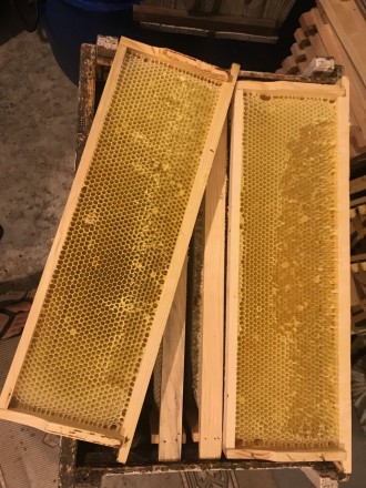 Продам сушь пчелиную со своей пасеки. Пчелы без болезней, и без антибиотика Возр. . фото 4