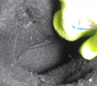Сноубутсы, термоботинки зимние с мембраной на мальчика черно-зеленые, В211, ТМ ". . фото 6