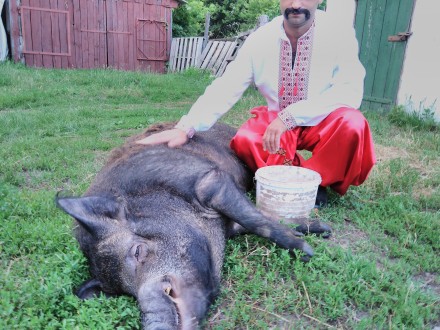 Хряк-мангал проводить покриття свинок зручний для них день. Вага 210 кг., Вік-1,. . фото 7