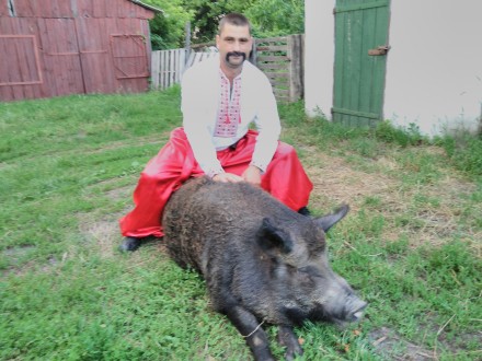 Хряк-мангал проводить покриття свинок зручний для них день. Вага 210 кг., Вік-1,. . фото 6