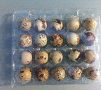 Яйца перепелиные инкубационные породы техасский бройлерный . Самцы привезены из . . фото 2