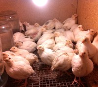 Яйца перепелиные инкубационные породы техасский бройлерный . Самцы привезены из . . фото 3