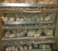 Яйца перепелиные инкубационные породы техасский бройлерный . Самцы привезены из . . фото 6