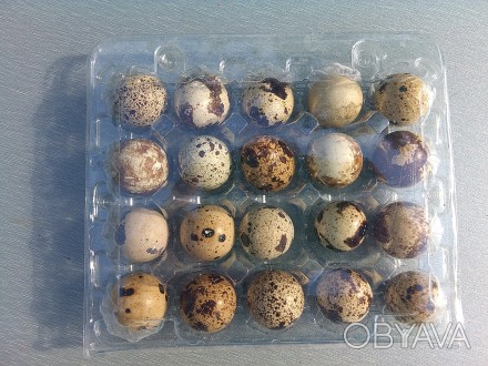 Яйца перепелиные инкубационные породы техасский бройлерный . Самцы привезены из . . фото 1