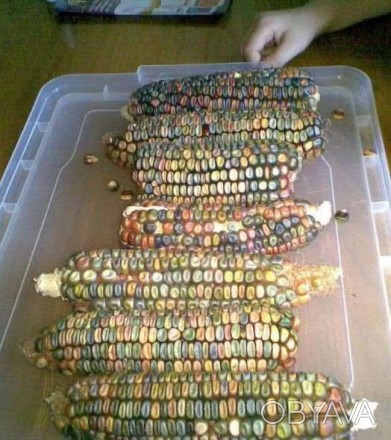 продаю семена кукурузы с разноцветным зерном. Этот сорт вырастает до трёх метров. . фото 1