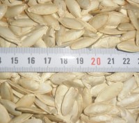 Гарбузове насіння сорт дамський ніготь (болгарка).Урожай 2016 року, вирощене на . . фото 2