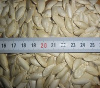 Гарбузове насіння сорт дамський ніготь (болгарка).Урожай 2016 року, вирощене на . . фото 3