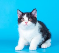 продажа британской кошечки редкого черного с белым окраса возраст 3 месяца.Приуч. . фото 3