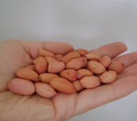 Продам семена арахиса сорт Валенсия и Степняк. Урожай 2016 года, выращен нами в . . фото 4