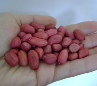 Продам семена арахиса сорт Валенсия и Степняк. Урожай 2016 года, выращен нами в . . фото 5