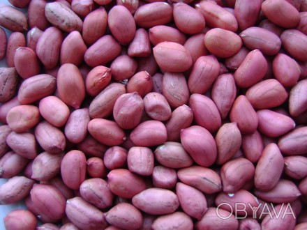 Продам семена арахиса сорт Валенсия и Степняк. Урожай 2016 года, выращен нами в . . фото 1