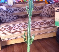 Эуфорбия молочай. Высота 74 см, ширина 18 см. Растение без болезни. Есть коричне. . фото 5