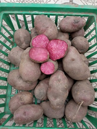 Продам посадочный картофель,цена указана за 1 кг.Очень аппетитно смотрится в сал. . фото 2