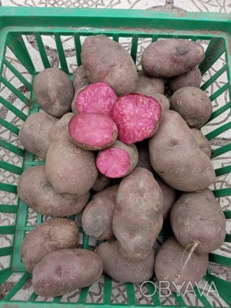 Продам посадочный картофель,цена указана за 1 кг.Очень аппетитно смотрится в сал. . фото 1