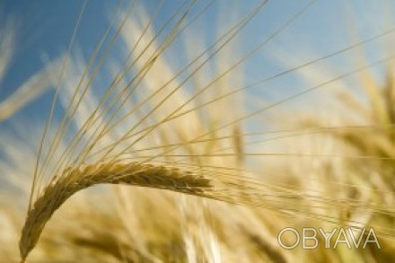 Нива Одесская - экстрасильная пшеница

Оригинатор: Селекционно-генетический ин. . фото 1