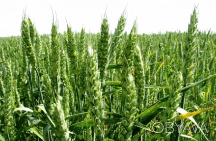 Семена озимой пшеницы — Подолянка

- Среднеспелый

- Разновидность: Лютесцен. . фото 1