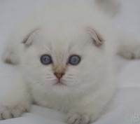 Питомник предлагает к продаже котят снежно белых с голубыми лапками. хвостиком, . . фото 2
