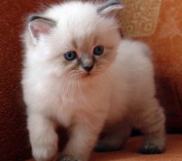 Питомник предлагает к продаже котят снежно белых с голубыми лапками. хвостиком, . . фото 4