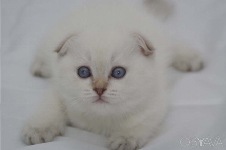 Питомник предлагает к продаже котят снежно белых с голубыми лапками. хвостиком, . . фото 1