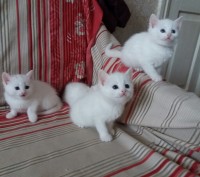 Самый лучший подарок к праздникам-белый маленький комочек) Милые кошечки ждут лю. . фото 8